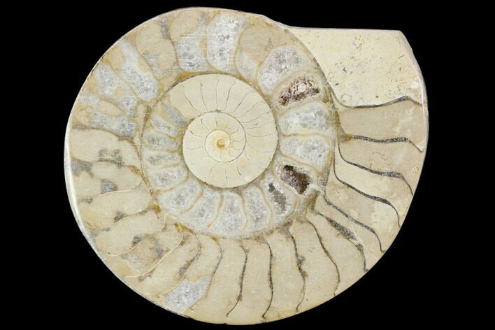 Polished Ammonite (Hildoceras) Fossil - England #103974